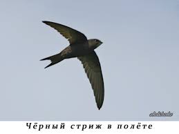 Результат пошуку зображень за запитом "стриж"