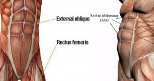 Karin Kaslari Isimleri Karin Kasi Egzersizleri Karin Kaslari Egzersiz