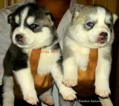 Siberian huskies really did originate in siberia in northeast asia. Husky Puppies For Sale Simha Kennel
