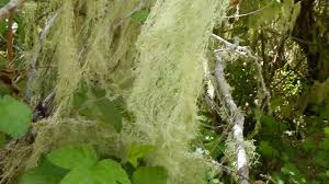 Spanish moss is not parasitic, it is an epiphyte that absorbs nutrients and water through its own leaves from the air and rainfall. Usnea Old Man S Beard Youtube