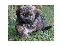 Our breeding dogs are our pets first. Havanese Dog Male Sable 2406867 The Barking Boutique