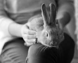 We did not find results for: Rabbit Insurance Get A Quote Now Sainsbury S Bank