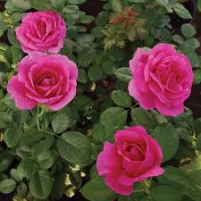 Name types of flowers in india. 13 Types Of Roses In India Best Rose Varieties India Gardening