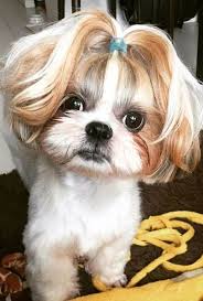 Shih Tzu Character Ile Ilgili Gorsel Sonucu Shih Tzu Kopek Sevimli Kopek Yavrulari