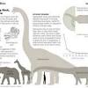 Apatosaurus is a genus of extinct sauropod dinosaurs that lived in north america during the late jurassic period. 1