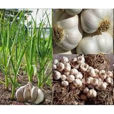 Bawang putih juga memiliki bau yang mudah tertinggal dan menempel, baik di tangan atau penasaran apa saja manfaat bawang putih untuk pria dan bagaimana cara menggunakannya? 6 Butir Siung Biji Benih Bawang Putih Garlic Shopee Indonesia