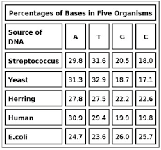 Dna replication practice worksheet name per. Chargaff S Rules For The Pairing Of Nitrogenous Bases Is