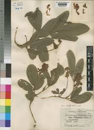 Image result for Eriosema cordatum