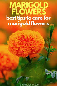 A wide variety of clay soil options are available to you, such as commercial buyer, aquarium & accessory type, and occasion. Marigold Flowers Varieties Uses Meaning Growing And Care Tips