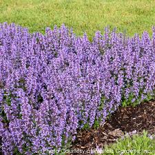 When nepeta's stems are broken, they release an aroma into the air that tends to attract cats, thus its common name, catmint. Nepeta Faassenii Cat S Pajamas Catmint For Sale Rare Roots