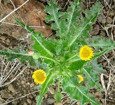 Image result for Sonchus oleraceus