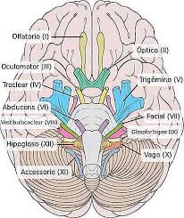 Paire Cranienne Origine Reelle Et Apparente Fonctions Anatomie Thpanorama Deviens Mieux Maintenant