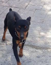 Let us email you when there are new pet listings that match your search criteria! Miniature Pinscher Puppy For Sale Adoption Rescue For Sale In Chula Vista California Classified Americanlisted Com
