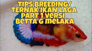 Ikan laga biasenya dah matang bila mencapai umur 4 bulan sekiranya diberi makanan yang langkah kelima: Tips Breeding Ternak Ikan Laga Cupang Versi Betta G Melaka By Betta G Melaka Channel
