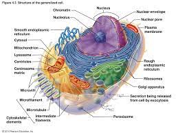 Learn about the size and function of plant and animal cells for gcse combined science, aqa. Figure 4 1 Anatomy Of The Composite Animal Cell Ppt Download