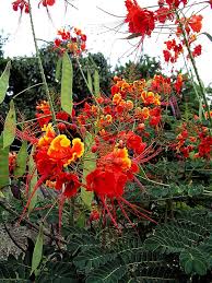 Image result for Caesalpinia rubra