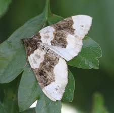 Image result for Cosmorhoe ocellata