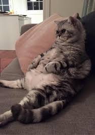 Pin Di Cat Fat