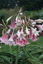 Image result for Crinum rautanenianum
