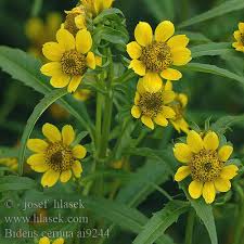 Image result for foto Dvouzubec