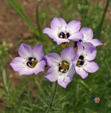 Image result for Felicia grantii