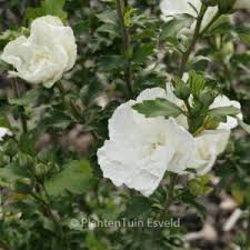 Image result for Hibiscus syriacus Violet Clair Double