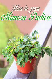 Maybe you would like to learn more about one of these? How To Grow Mimosa Pudica Indoor Plants