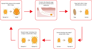 Image result for Sarcoptes scabiei life cycle