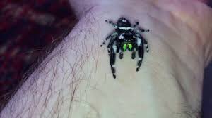 Phidippus regius, known commonly as the regal jumping spider, is a species of jumping spider in eastern north america. Phidippus Regius Regal Jumping Spider Comes Out For A Nosey Youtube