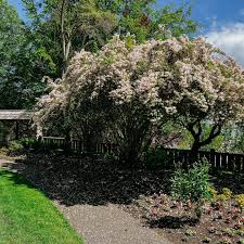 Image result for Kolkwitzia amabilis