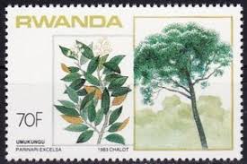 Image result for Parinari excelsa