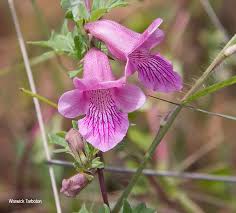 Image result for Dicerocaryum eriocarpum