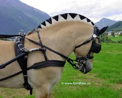 Once there, you can drop by the norwegian fjord horse centre as well. 9 Stylish Norwegian Fjord Haircuts Horse Nation