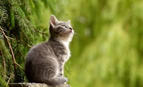 Trimming your cat's nails is a worthwhile challenge. Is It Normal For Cats To Bite Their Paws Quora