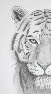 For many people, pencil drawing is either a talent, a skill, a hobby, or a life passion. Tigerdraw Animal Drawings Sketches Tiger Art Drawing Pencil Drawings Of Animals