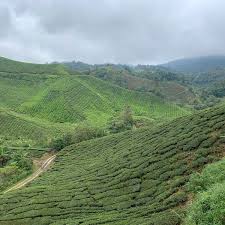Maybe you would like to learn more about one of these? Photos At Ladang Teh Boh 2 Tips