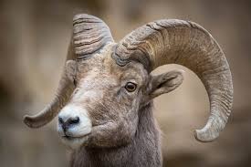 Ram Portrait Ram Close Up Wildlife Photography Fine Art Etsy Nature Photography Animals Wildlife Photography Animal Photography