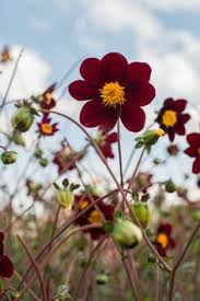 Sie werden schon recht zeitig im jahr in töpfen im handel angeboten, oft schon ab januar. 900 Fesche Blumen Und Pflanzen Ideen In 2021 Pflanzen Blumen Garten