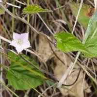 Image result for Convolvulus farinosus