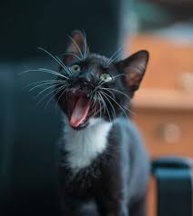 When mother cats are in the wild, they teach their babies how to hunt by capturing prey and returning it to their kittens alive. Why Is My Cat Meowing A Lot After Moving Travel With Your Cat