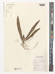 Image result for Angraecopsis parviflora