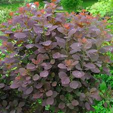 pruikenboom smokebush bloeiende struiken droge tuin
