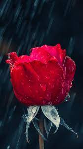 Guns n'roses — november rain 06:01. Rose In The Rain Rose Flower Wallpaper Red Roses Wallpaper Rose Wallpaper