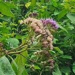 Image result for Vernonia brachycalyx