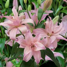 Maybe you would like to learn more about one of these? Lily Bentley J Parker Dutch Bulbs