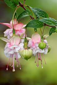 Fuschia Flower Beautiful Flowers Fuchsia Flower Fuchsia Flowers