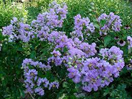 Donald S Organic Texas Garden Front Yard Flowers Texas Garden Plants