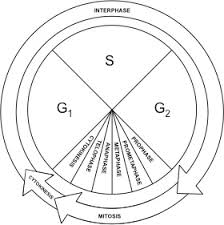 Terms in this set (59). The Cell Cycle The Biology Primer