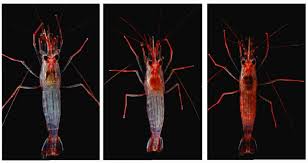 Jenis darah apa yang dimiliki oleh udang. Bagaimana Cara Membuat Warna Udang Hias Terlihat Lebih Cerah Aquaama