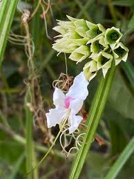 Image result for Clerodendrum umbellatum
